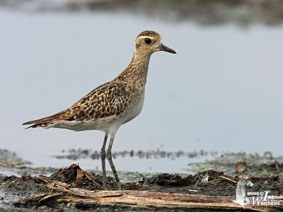 Adult Pacific Golden Plover in non-breeding plumage