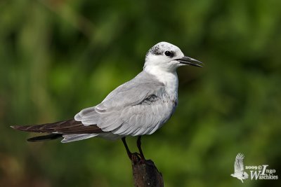Adult Whiskered Tern in non-breeding plumage