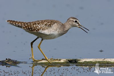 Adult Wood Sandpiper in non-breeding plumage