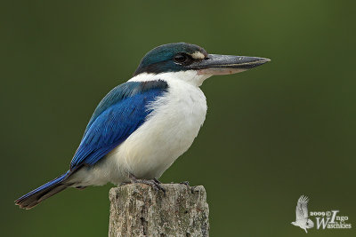 Adult Collared Kingfisher