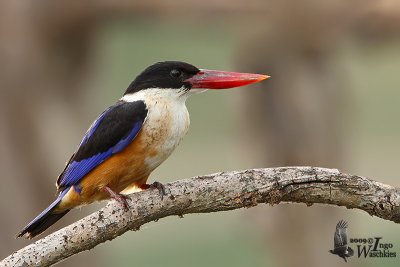 Immature Black-capped Kingfisher