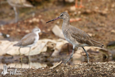Black-tailed Godwit in non-breeding plumage