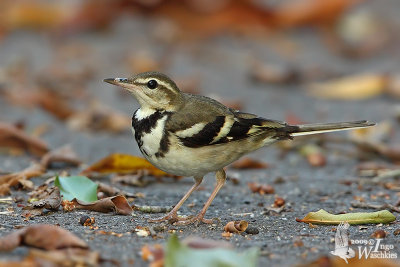 Forest Wagtail (Dendronanthus indicus)