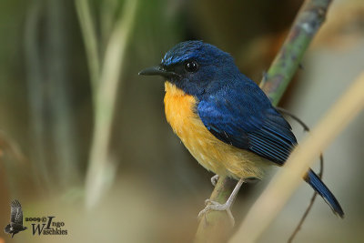 Mangrove Blue Flycatcher (Cyornis rufigastra)