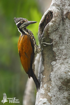 Adult female Greater Goldenback