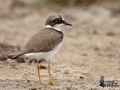 Adult Little Ringed Plover