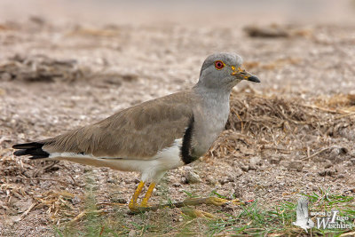 Adult Grey-headed Lapwing