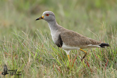 Adult Grey-headed Lapwing