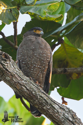 Adult Crested Serpent Eagle (ssp. malayensis)