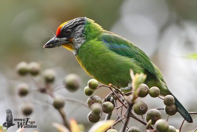 Golden-throated Barbet (Megalaima franklinii)