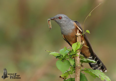 Adult male Plaintive Cuckoo