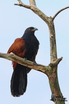 Adult Greater Coucal