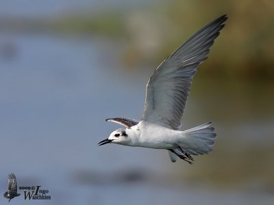 First winter White-winged Tern