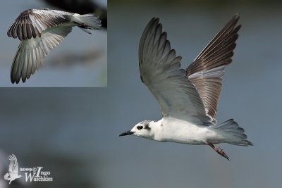 First winter White-winged Tern