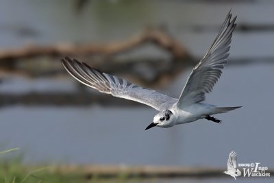 Whiskered Tern