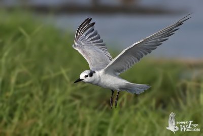 Whiskered Tern
