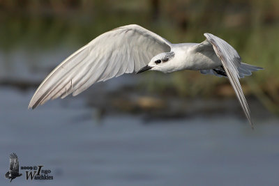 Whiskered Tern
