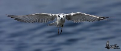 Whiskered Tern