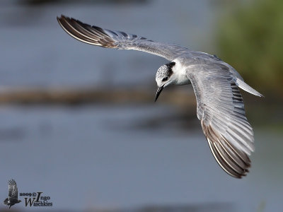Whiskered Tern