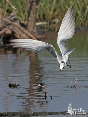 Whiskered Tern