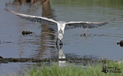 Whiskered Tern