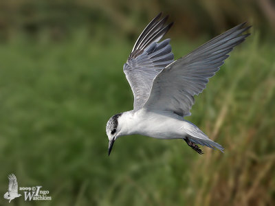 Whiskered Tern