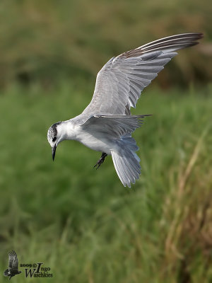 Whiskered Tern