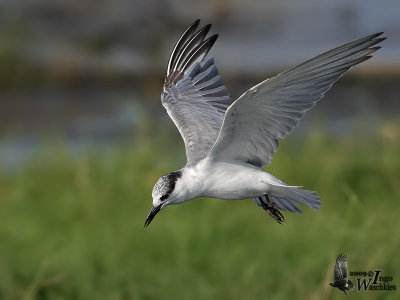 Whiskered Tern