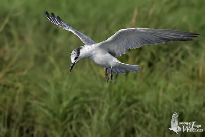 Whiskered Tern