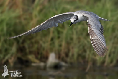 Whiskered Tern