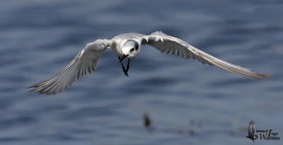 Whiskered Tern