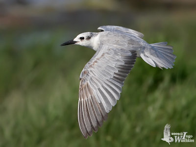 Whiskered Tern