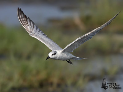 Whiskered Tern
