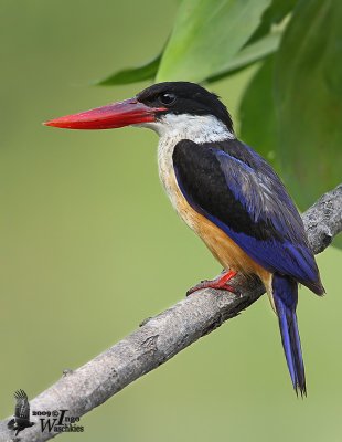Adult Black-capped Kingfisher