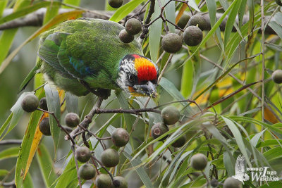 Adult Golden-throated Barbet