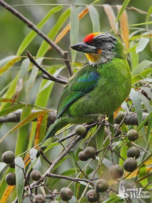 Adult Golden-throated Barbet