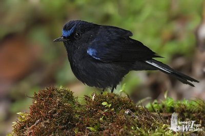 White-tailed Robin (Myiomela leucura)