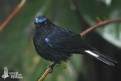 Adult male White-tailed Robin