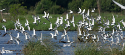 Flock of Whiskered Terns with a few White-winged Terns