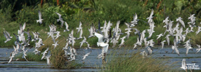 Flock of Whiskered Terns with a few White-winged Terns