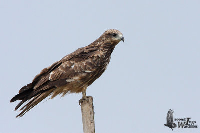 Immature Black Kite (ssp. unknown)