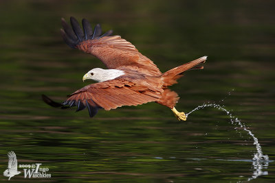 Adult Brahminy Kite