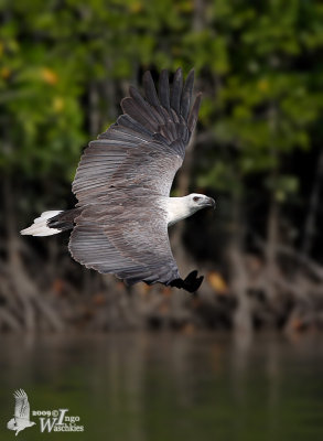 Adult White-bellied Sea Eagle