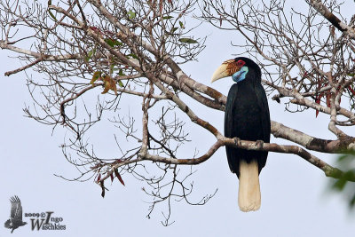 Female Wreathed Hornbill