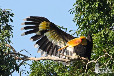 Female Great Hornbill