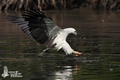 Subadult White-bellied Sea Eagle (fourth winter)