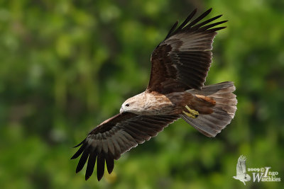 Immature Brahminy Kite (first winter)