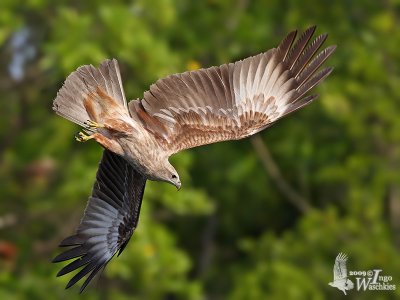 Immature Brahminy Kite (first winter)