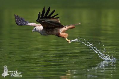 Immature Brahminy Kite (second winter)