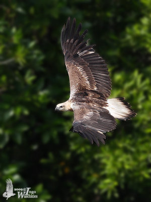 Immature White-bellied Sea-eagle (probably first winter)